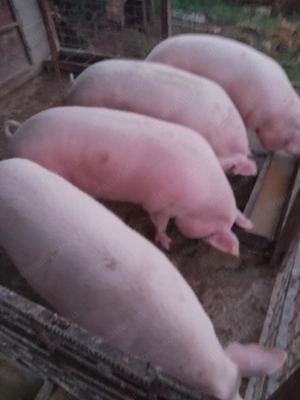 Vând porci landrace