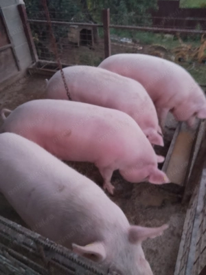 Vând porci landrace - imagine 4