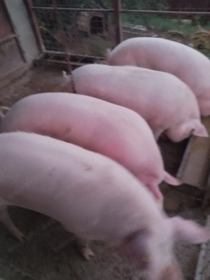 Vând porci landrace - imagine 3