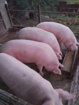 Vând porci landrace - imagine 2