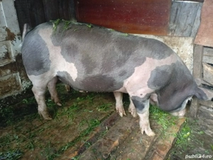 Vand porci  - imagine 4 Vand porci  - imagine 4