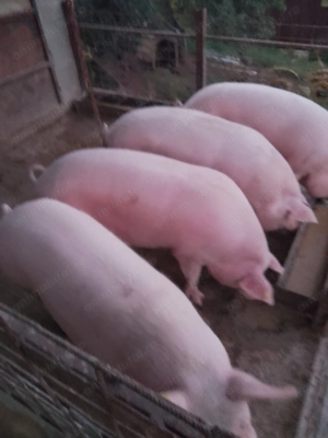 Vând porci landrace - imagine 5