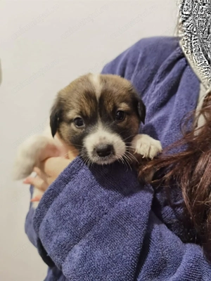 Două cățelușe spre adopție (aproximativ 2 luni)