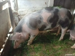 Vand porci  - imagine 3 Vand porci  - imagine 3