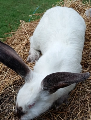 Uriaș de Transilvania  femele