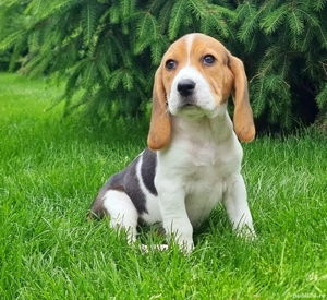 Pui rasa beagle tricolori - imagine 4 Pui rasa beagle tricolori - imagine 4