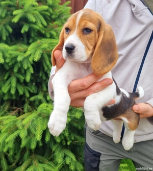 Pui rasa beagle tricolori