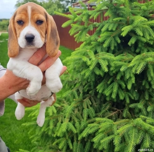 Pui rasa beagle tricolori - imagine 3 Pui rasa beagle tricolori - imagine 3