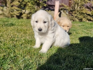 Pui golden retriever