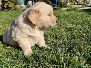 Pui golden retriever - imagine 3