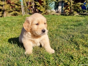 Pui golden retriever - imagine 4