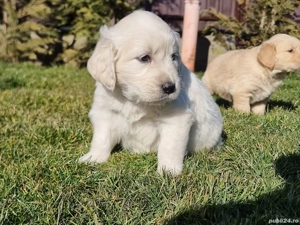 Pui golden retriever - imagine 2