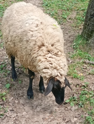 Oi și berbec tigaie sârbească an 2024