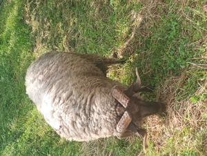 Oi și berbec tigaie sârbească an 2024 - imagine 3