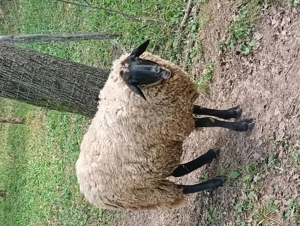 Oi și berbec tigaie sârbească an 2024 - imagine 2