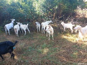 capre tinere gestante bune de lapte 