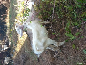 capre tinere gestante bune de lapte  - imagine 3