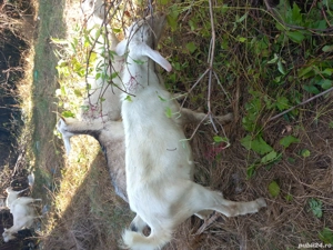 capre tinere gestante bune de lapte  - imagine 2