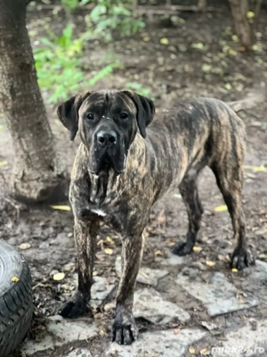 mascul presa canario
