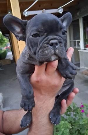 Pui bulldog francez rasă pură, sănătoși și jucăuși