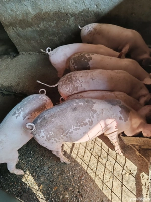 Porci de vânzare  - imagine 2