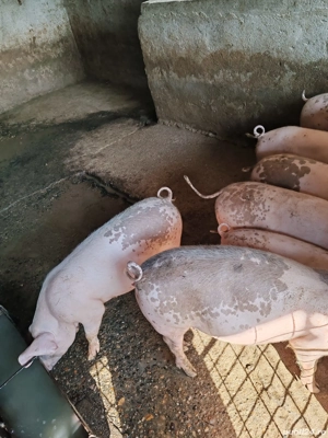 Porci de vânzare 