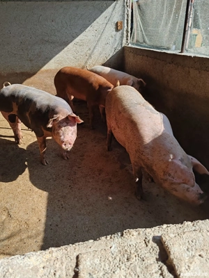 Porci de vânzare  - imagine 3