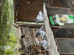 Porumbei standard diferite culori