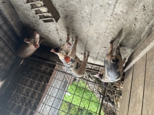 Porci de vânzare  - imagine 3 Porci de vânzare  - imagine 3