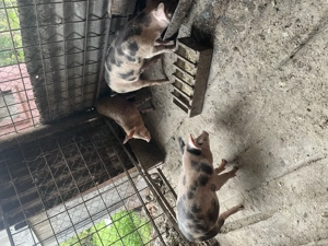 Porci de vânzare  - imagine 2 Porci de vânzare  - imagine 2
