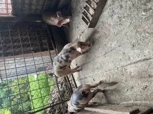 Porci de vânzare  - imagine 4 Porci de vânzare  - imagine 4