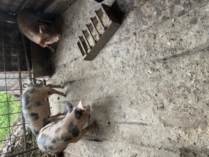 Porci de vânzare  - imagine 5 Porci de vânzare  - imagine 5