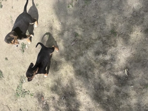 Cățeluși beagle - imagine 3 Cățeluși beagle - imagine 3