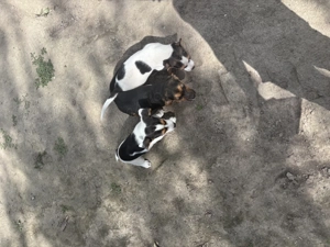 Cățeluși beagle - imagine 2 Cățeluși beagle - imagine 2