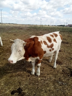 Vand juninci baltate