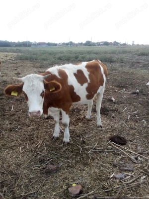 Vand juninci baltate - imagine 2