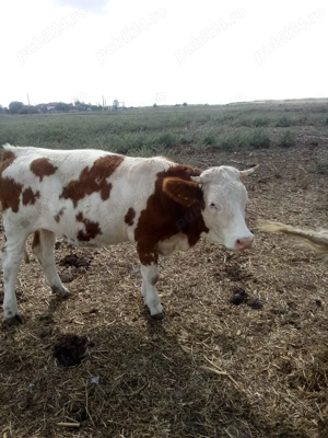 Vand juninci baltate - imagine 5