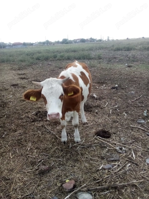 Vand juninci baltate - imagine 4