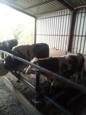 Vand trei taurasi baltati