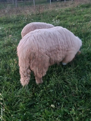 berbec Bal  - imagine 2 berbec Bal  - imagine 2