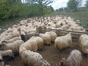 Vând oi și cai cine e interesat sa sune - imagine 2