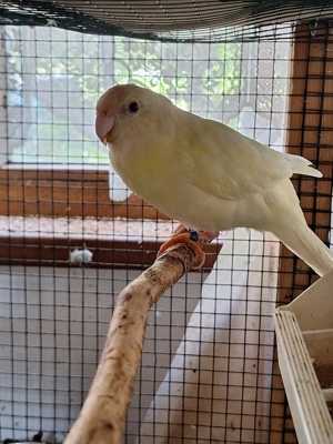 Papagali kakarii 2025 - imagine 5