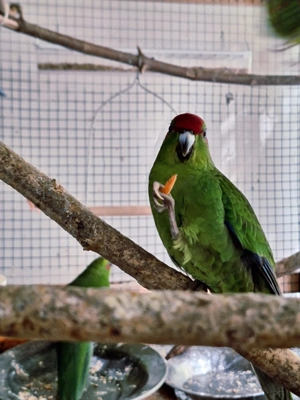 Papagali kakarii 2025 - imagine 2