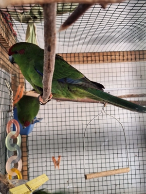 Papagali kakarii 2025 - imagine 4