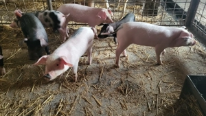 De vânzare purcei  - imagine 3 De vânzare purcei  - imagine 3