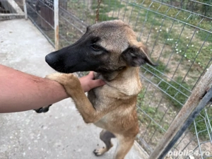 Căței ciobanesc belgian malinois - imagine 4 Căței ciobanesc belgian malinois - imagine 4
