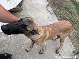 Căței ciobanesc belgian malinois - imagine 3 Căței ciobanesc belgian malinois - imagine 3