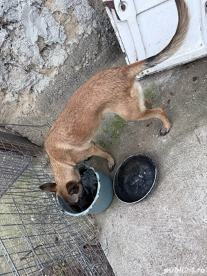 Căței ciobanesc belgian malinois - imagine 5 Căței ciobanesc belgian malinois - imagine 5