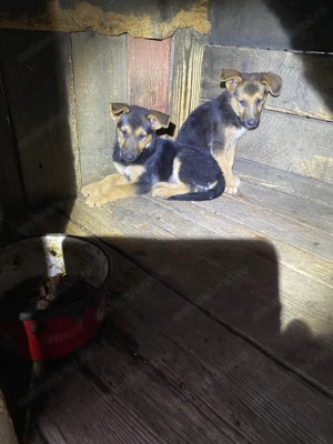 Vand pui ciobanesc german deparazitati - imagine 3 Vand pui ciobanesc german deparazitati - imagine 3