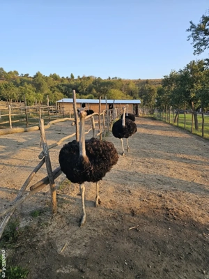 Vând struți - imagine 4